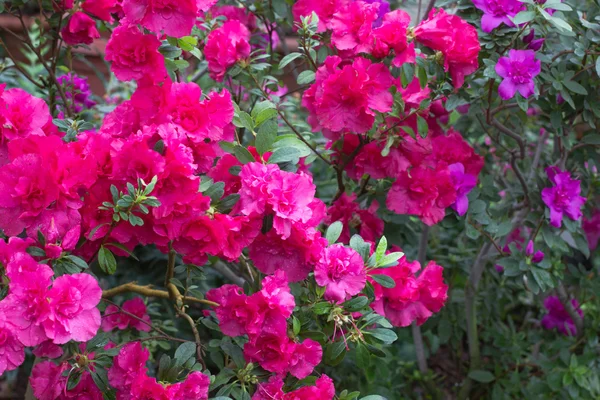 Blühende rosa Azalee — Stockfoto