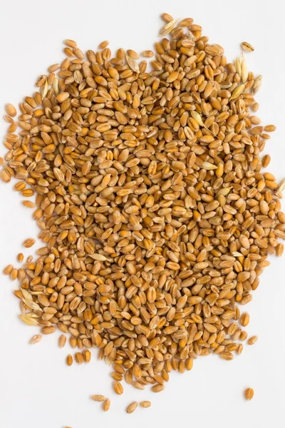 Grãos de trigo sobre um fundo branco close-up — Fotografia de Stock