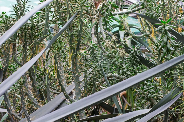 Агави зеленими чагарниками — стокове фото