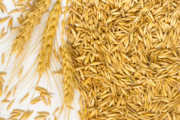 귀리와 밀 spikelets의 곡물 — 스톡 사진