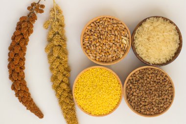 Sarı ve kırmızı dallarında geçiş çim, pirinç, darı