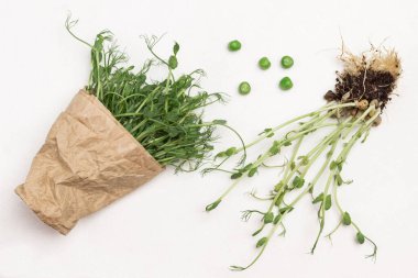 Kökleri ve toprağı olan bezelye filizleri. Kesilmiş yeşil bezelye filizi kağıda sarılmış. Beyaz arka plan. Üst görünüm