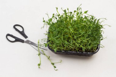 Siyah plastik kabın içinde mikroyeşil bezelye filizleri. Makas konteynırda. Masada filizler var. Beyaz arka plan. Üst görünüm