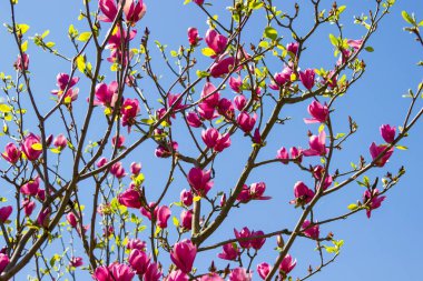 Dallarda pembe manolya tomurcukları. Mavi gökyüzü.