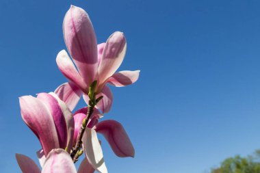 Çiçekli pembe manolya. Boşluğu kopyala