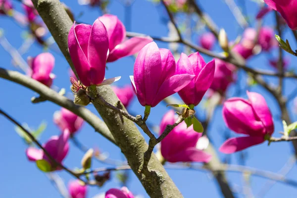 Magnólia Rosa Brota Nos Ramos Céu Azul Fechar — Fotografia de Stock