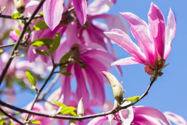 Mavi arkaplanda pembe manolya dalları. 