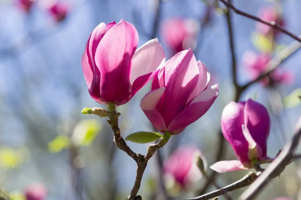 Blooming Pink Magnolia Close — Stock Photo, Image