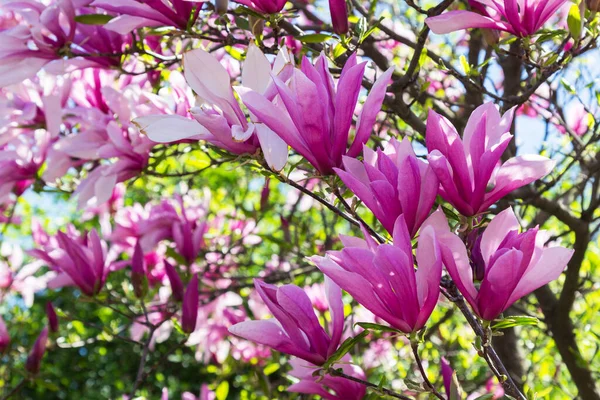 Blühender Rosa Magnolienbaum Nahaufnahme — Stockfoto