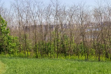 Bahar manzarası. Yeşil çimenler ve yapraksız ağaçlar. Arka planda yüksek binalar var. Mavi gökyüzü