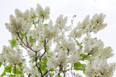 Gökte açmakta olan beyaz leylakların dalları.