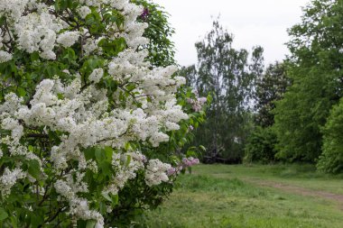 Çiçek açan beyaz leylaklar. Ağaçların arasına park et.