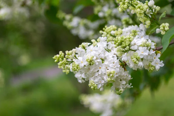 Yeşil arka planda beyaz leylak dalı. Yakın plan.