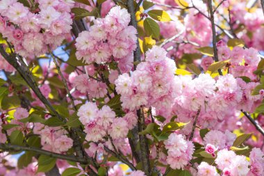 Çiçekli pembe sakura. Mavi gökyüzü. Kapat.