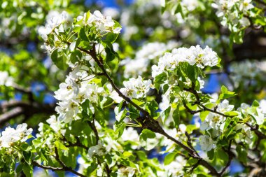 Mavi arkaplanda beyaz elma ağacı dalları
