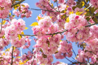 Mavi arka planda pembe sakura dalı