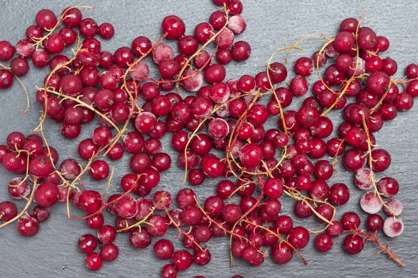 Koutky Zmrzlého Červeného Rybízu Chrastítkem Bobulích Černém Berry Pozadí Plocha — Stock fotografie