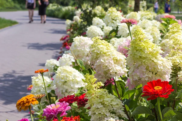 Camino Parque Largo Del Parterre Con Hortensias Blancas Zinnias Rojas — Foto de Stock