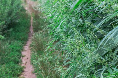 Vahşi kenevir çalılarının arasında yol. Kapat.