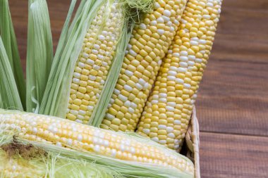Yapraklı çiğ mısır koçanları ve mısır ipeği. Kapat.