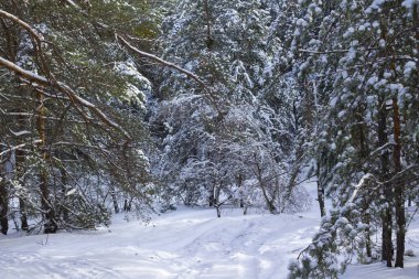 Kış ormanında karda yol. Ağaçlar karla kaplı..