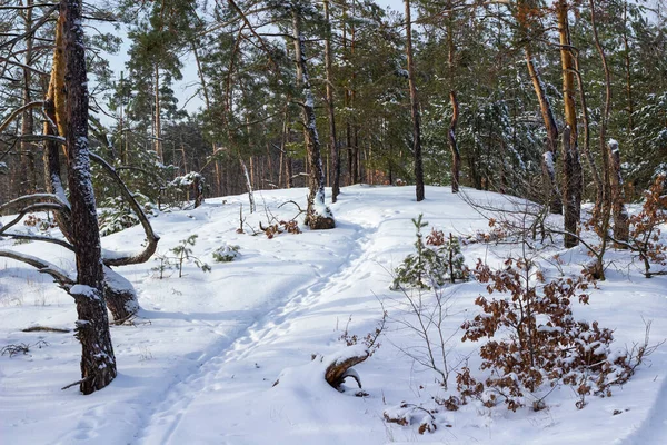 Çam ormanında karda hayvan izleri olan bir patika..