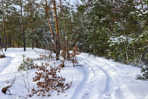 Kış kozalaklı orman, karda araba izleri. Güneşli bir gün.