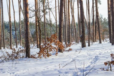Ormandaki karların içinde çam ağaçlarının gövdelerinden yeşil kozalaklı ormanı görebilirsin..