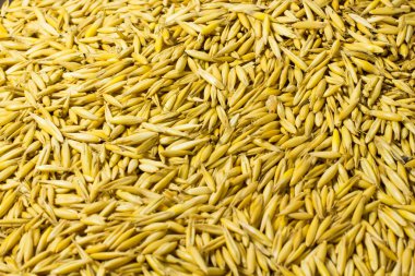 Yulaf yakın çekim olgun taneleri