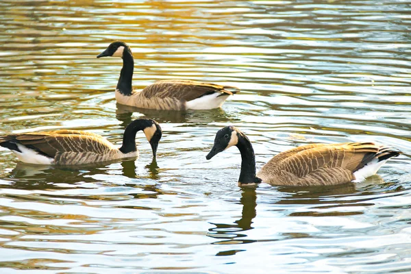 Drei Graugänse schwimmen in einem Teich — Stockfoto