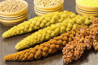 Twigs sorghum, red and yellow millet. Wheat, buckwheat and mille clipart