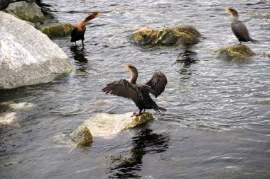 Üç karabatak deniz kayalarda oturup