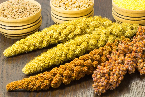 Twigs sorghum, red and yellow millet. Wheat, buckwheat and mille — Stock Photo, Image