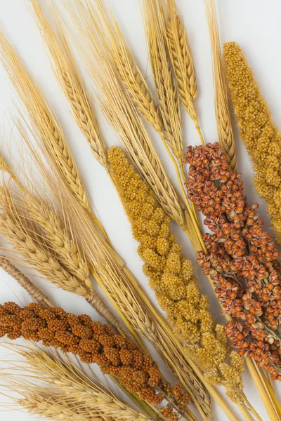 Kvistar sorghum, röd och gul hirs; korn och vete på en whit — Stockfoto