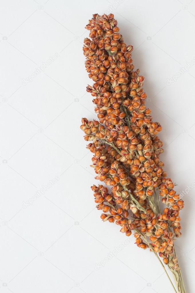 Sorghum twig on a white background