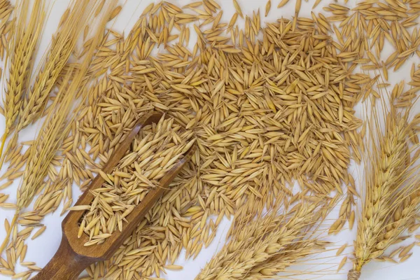 Un palo de cebada y trigo. Granos de avena esparcidos en la mesa — Foto de Stock