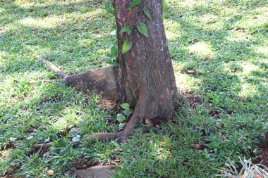 Ağaç gövdesi ve kökleri kahverengi.