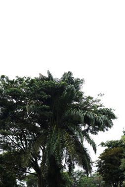 Limandaki çelik bir zincirin fotoğrafı.