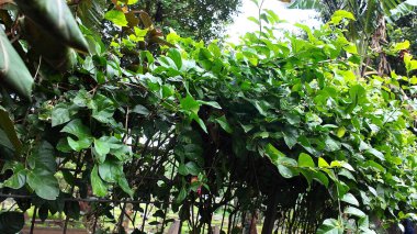 Çitin üzerinde büyüyen çimen bitkilerinin varsayılan fotoğrafı