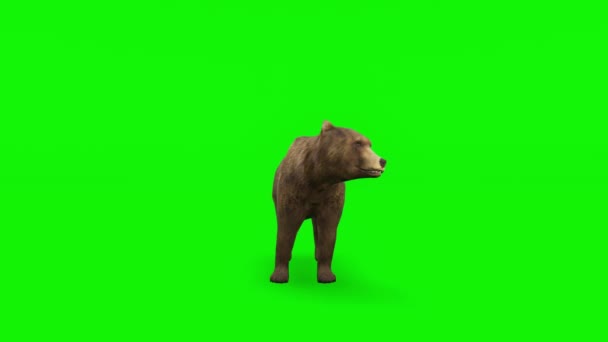 Attack Brown Bear - Hög kvalitet, Chroma Key och Loopable — Stockvideo