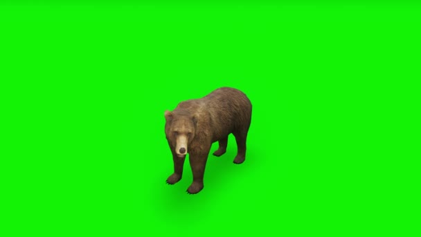 Atak Brązowy Niedźwiedź - wysokiej jakości, Chroma Key i pętli — Wideo stockowe
