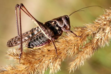 büyük çekirge poz