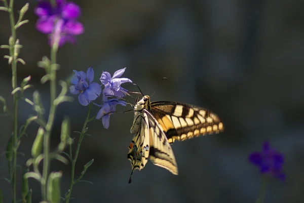 The collection of nectar — Stock Photo, Image