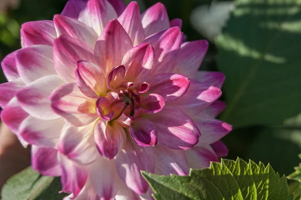 Dahlia güneşli bir günde