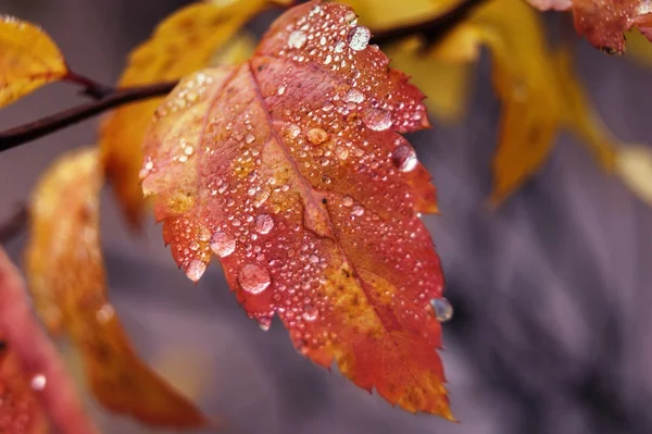 sonbahar yaprak yağmur damlaları