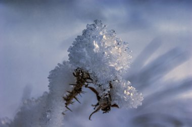 Karlı fino köpeği