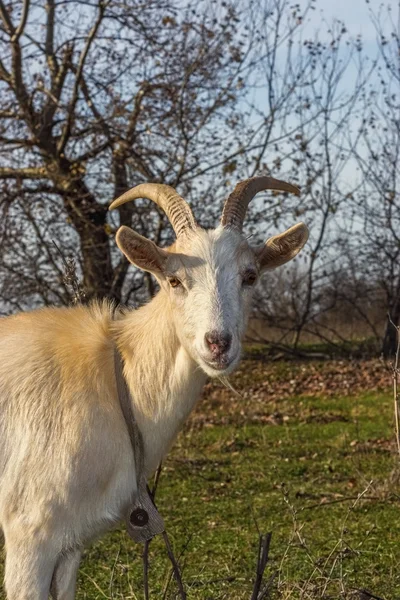 Merceğe bak. — Stok fotoğraf