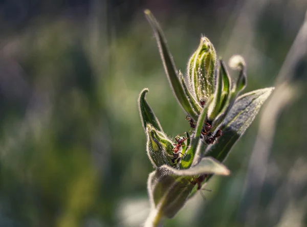 Karıncalar iş başında