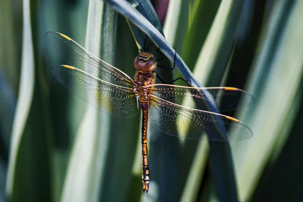 Yusufçuk yaprak altında