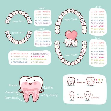 human tooth cartoon anatomy chart clipart